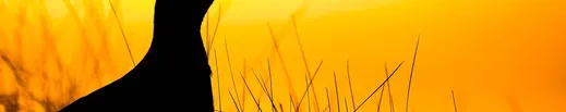 Moorland Association