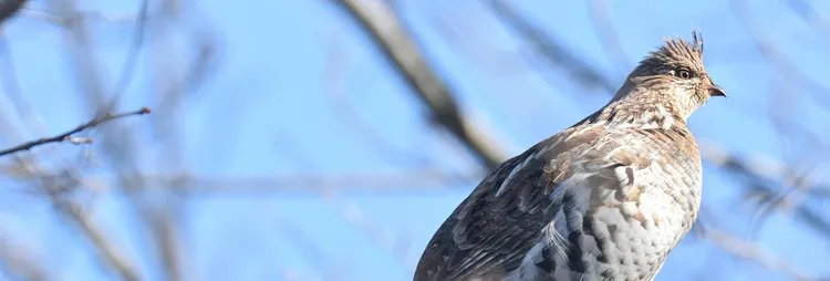 Grouse Season Review Image 2017